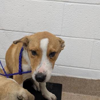 Mixed Breed Dogs Available for Adoption in Ardmore, Oklahoma - Marco | PetCurious