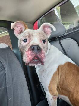 Pumpkin -  Boxer Dog for Adoption in Saint Clairsville, Ohio - Pumpkin | PetCurious