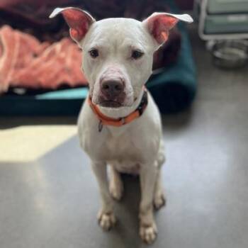 Queenie -  Mixed Breed Dog for Adoption in Janesville, Wisconsin - Queenie | PetCurious