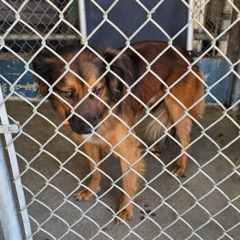 TNGC-Stray-1308 -  Mixed Breed Dog for Adoption in Pulaski, Tennessee - TNGC-Stray-1308 | PetCurious