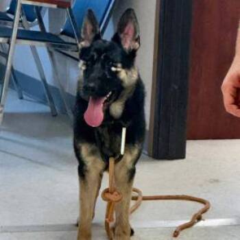 Tina (26-270) -  German Shepherd Dog Dog for Adoption in New Ringgold, Pennsylvania - Tina (26-270) | PetCurious