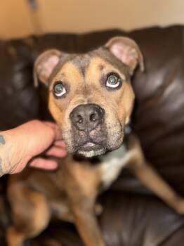 Rescue American Bulldog and Pit Bull Terrier Dogs for Adoption in Burlington, New Jersey - Bo Luther | PetCurious