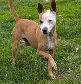 Bayles -  Mixed Breed Dog Available for Adoption in Lake Ronkonkoma, New York - Bayles | PetCurious