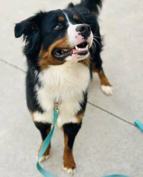 Bernese Mountain Dog and Mixed Breed Dogs Available for Adoption in West Chester, Pennsylvania - Pencil | PetCurious