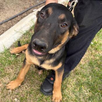 Rocco -  Shepherd and Mixed Breed Dog for Adoption in Riverside, California - Rocco | PetCurious