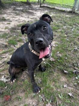 Elle -  Mixed Breed Dog for Adoption in Reisterstown, Maryland - Elle | PetCurious