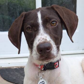 Mare -  English Pointer and German Shorthaired Pointer Dog for Adoption in Los Angeles, California - Mare | PetCurious