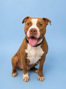 American Staffordshire Terrier and Mixed Breed Dogs Available for Adoption in Westminster, Maryland - REMI | PetCurious