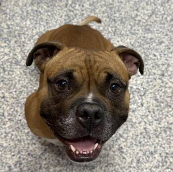 American Bully Dogs Available for Adoption in Golden, Colorado - Chew-Cho | PetCurious