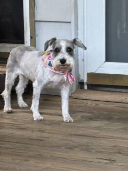 Miniature Schnauzer Dogs Available for Adoption in Union Grove, Wisconsin - Party Paula Aka Dooby | PetCurious