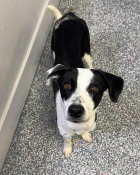 Pumpkin -  Terrier Dog for Adoption in Las Vegas, Nevada - Pumpkin | PetCurious