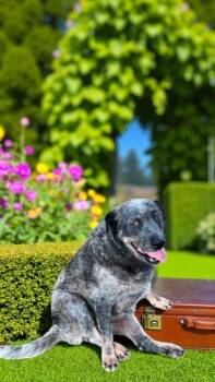 Rescue Australian Cattle Dog Blue Heeler and Mixed Breed Dogs for Adoption in Biloxi, Mississippi - Lulu | PetCurious