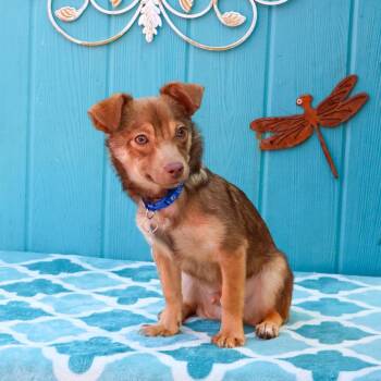 Terrier Dogs Available for Adoption - Chaz | PetCurious