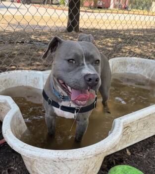 Rufus -  Mixed Breed and American Bulldog Dog for Adoption in Austin, Texas - Rufus | PetCurious