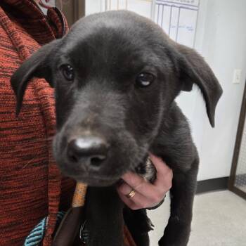 Rescue Retriever Dogs for Adoption in Durango, Colorado - Star Shine | PetCurious