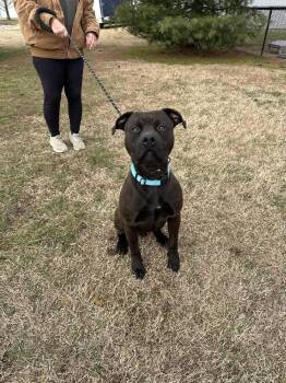 Pit Bull Terrier Dogs Available for Adoption - Kodiak | PetCurious