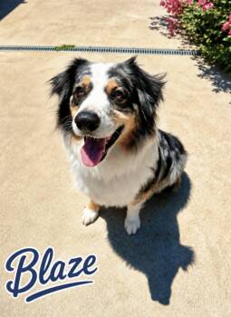 Blaze -  Australian Shepherd Dog for Adoption in Lucas, Texas - Blaze | PetCurious
