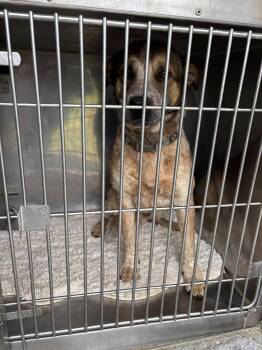 Chevy -  Australian Cattle Dog Blue Heeler Dog for Adoption in Munfordville, Kentucky - Chevy | PetCurious