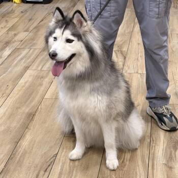 SKY -  Siberian Husky Dog for Adoption in Newark, New Jersey - SKY | PetCurious