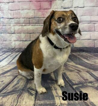 Beagle Dogs Available for Adoption in Quincy, Michigan - Susie | PetCurious
