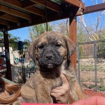 Mixed Breed Dogs Available for Adoption - Sylvester | PetCurious