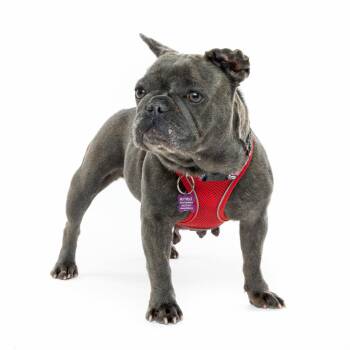 Smudge 13593 -  French Bulldog Dog Available for Adoption in San Francisco, California - Smudge 13593 | PetCurious