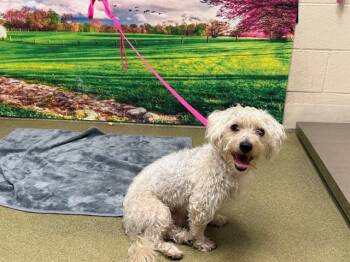 A553683 -  Poodle and Maltese Dog for Adoption in Moreno Valley, California - A553683 | PetCurious