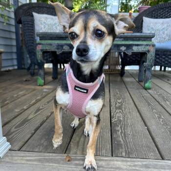 Skye -  Chihuahua Dog for Adoption in Closter, New Jersey - Skye | PetCurious