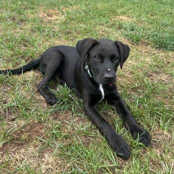 Smedley -  Labrador Retriever and Mixed Breed Dog for Adoption in Wilmington, Delaware - Smedley | PetCurious