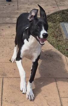Hashbrown -  Mixed Breed Dog for Adoption in Shreveport, Louisiana - Hashbrown | PetCurious