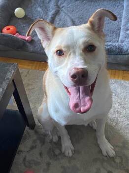 Rescue Labrador Retriever Dogs for Adoption in Hamilton, Ontario - Vixen (on Referral) | PetCurious