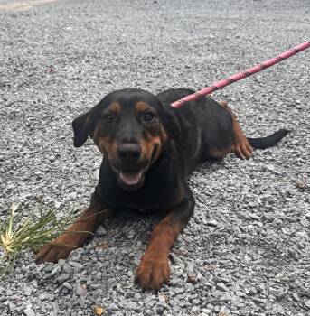 Robby -  Mixed Breed Dog for Adoption in Elizabethtown, North Carolina - Robby | PetCurious