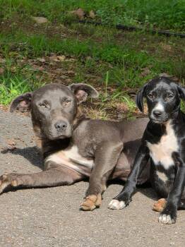 Lady -  Labrador Retriever Dog for Adoption in Blairsville, Georgia - Lady | PetCurious