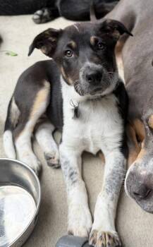 Torrey -  Shepherd and Cattle Dog Dog for Adoption in Denver, Colorado - Torrey | PetCurious