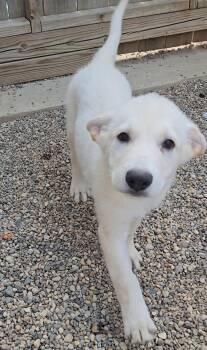 Pita -  Shepherd Dog for Adoption in Estherville, Iowa - Pita | PetCurious