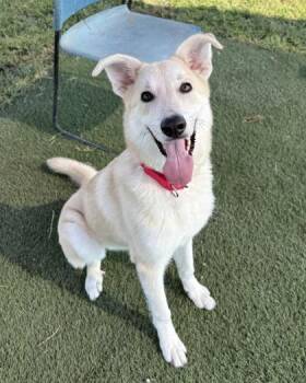 Rescue Mixed Breed Dogs for Adoption in Georgetown, Texas - Sunnie | PetCurious