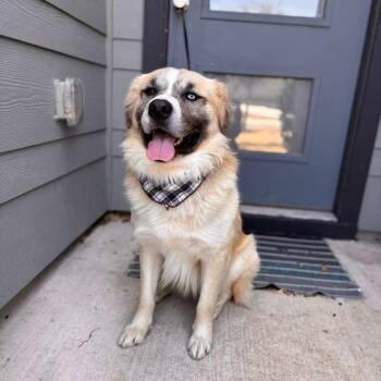 Shepherd Dogs Available for Adoption - Skye | PetCurious