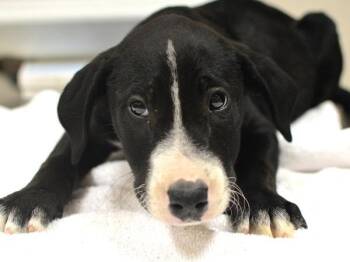 Michelin Man -  Bull Terrier and Labrador Retriever Dog for Adoption in Portland, Oregon - Michelin Man | PetCurious