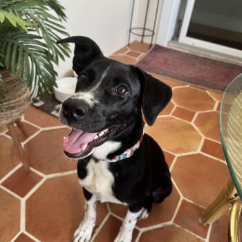 Tink -  Collie Dog for Adoption in Tampa, Florida - Tink | PetCurious
