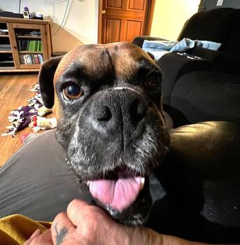 Memphis -  Boxer Dog for Adoption in Stanwood, Washington - Memphis | PetCurious
