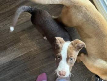 Pit Bull Terrier Dogs Available for Adoption - Wallen | PetCurious