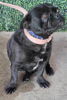 Pug and Mixed Breed Dogs Available for Adoption - 60670009 | PetCurious