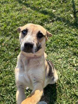 Australian Shepherd and Terrier Dogs Available for Adoption in Greencastle, Indiana - Sky | PetCurious