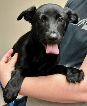 Rescue Belgian Shepherd Malinois Dogs for Adoption in Huntington Beach, California - Raven | PetCurious