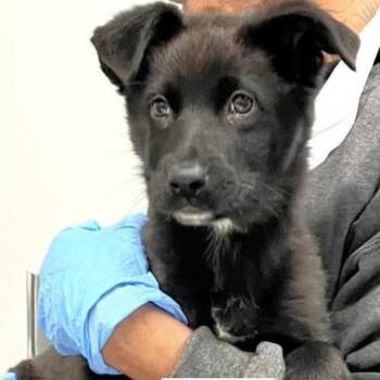 Shepherd and Mixed Breed Dogs Available for Adoption - Velvet | PetCurious