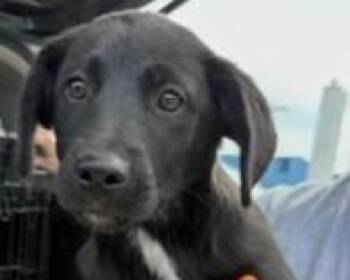 Violet -  Labrador Retriever and Mixed Breed Dog for Adoption in Kansas City, Missouri - Violet | PetCurious