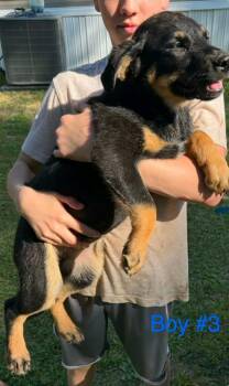 Shepherd and Rottweiler Dogs Available for Adoption in El Dorado, Arkansas - Duke | PetCurious
