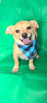 Ryan -  Chihuahua Dog for Adoption in Boise, Idaho - Ryan | PetCurious