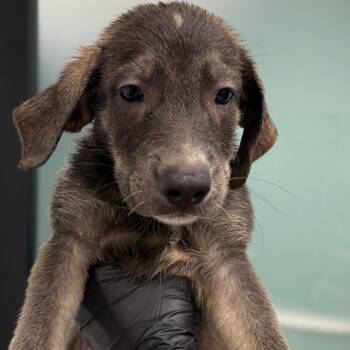 Marmee -  Labrador Retriever and German Shepherd Dog Dog for Adoption in Abilene, Texas - Marmee | PetCurious