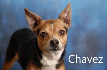 Chavez -  Chihuahua Dog for Adoption in Mount Vernon, Ohio - Chavez | PetCurious